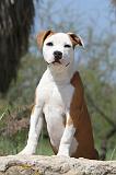 AMSTAFF  PUPPIES 005